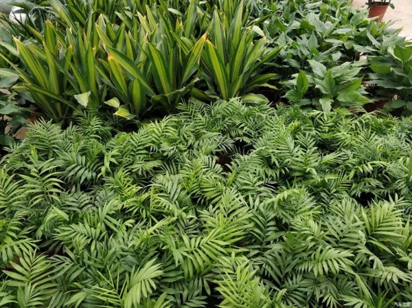 養(yǎng)綠植的好處有哪些？
