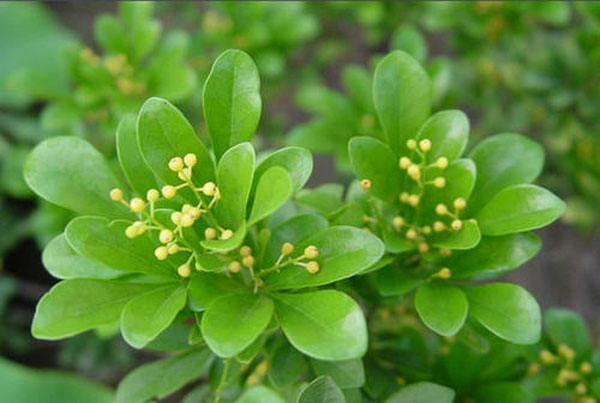 濟(jì)寧大型花卉批發(fā)市場(chǎng)，兗州興隆花卉大市場(chǎng)，霜降節(jié)氣寄語(yǔ)