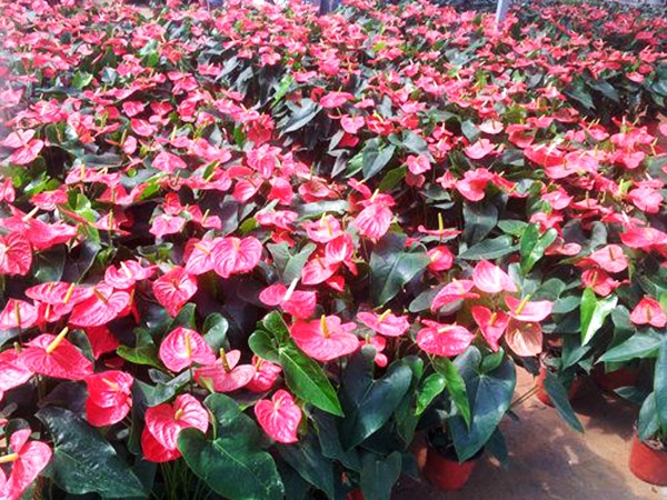 濟(jì)寧比較大的花卉批發(fā)市場(chǎng)在哪里？?jī)贾菖d隆花卉大世界
