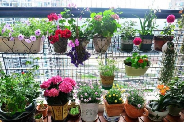 養(yǎng)花的5個(gè)好處，堪比人生財(cái)富，賺大了！